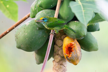 a tropical bird on a papaya tree