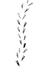 Vector illustration of bird footprints forming a trail across a light background.