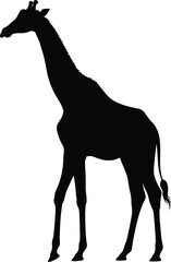 Elegant Giraffe Silhouette &ndash; Isolated on Transparent Background Black Wildlife Vector Illustration