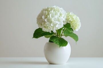 Potted hydrangea plant with lush blooms against a seamless white backdrop