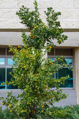 Fototapeta premium house in the garden