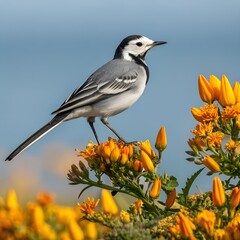 A beautiful wagtail perched near ripe yellow-orange flowers, clear with a beautiful background.