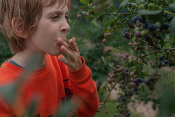Close up of cheerful 8-year-old boy enjoying taste of blueberries from bush in garden. Summer vibe, healthy food concept.