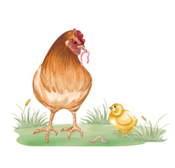 The brown mother hen gives the yellow chicken a worm. Watercolor illustration in natural colors. A chicken family on a green lawn. Realistic poultry yard clipart for decorating farm products and