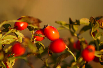 Red berries in the sunshine