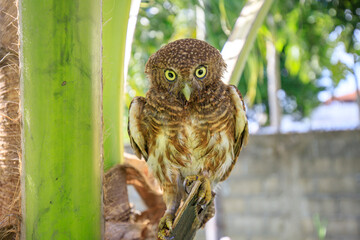 Owls are cute and harmless animals.