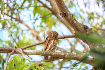 Owls are cute and harmless animals.