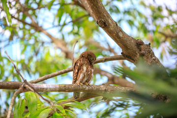 Owls are cute and harmless animals.