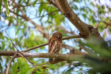 Owls are cute and harmless animals.