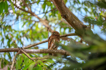 Owls are cute and harmless animals.