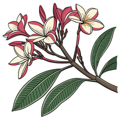 evergreen plumeria flower on white background 
