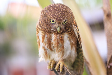 Owls are cute and harmless animals.