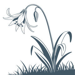 erythronium albidum flower on white background 