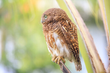 Owls are cute and harmless animals.