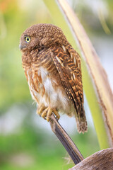Owls are cute and harmless animals.
