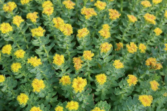 Medical plant Rosenroot (Rhodiola rosea)