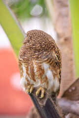 Owls are cute and harmless animals.