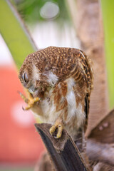 Owls are cute and harmless animals.