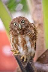 Owls are cute and harmless animals.