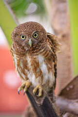 Owls are cute and harmless animals.