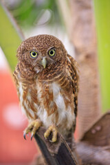 Owls are cute and harmless animals.