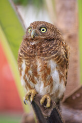 Owls are cute and harmless animals.