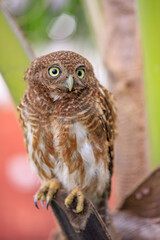 Owls are cute and harmless animals.