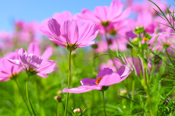 Fototapeta premium Pink cosmos flower under the blue sky.