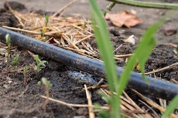drip watering of the plant. Water drips onto the drip irrigation system used on the farm and saves water drop by drop