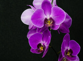 Vivid purple orchid flowers Phalaenopsis, known as the Moth Orchid or Phal, with dense dark speckles and yellow centers, arranged in cluster against stark black background