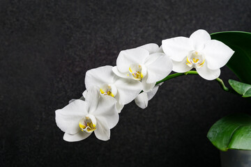 Beautiful cluster of white Phalaenopsis orchid flowers, known as the Moth Orchid or Phal, with yellow and orange centers, set against dark background