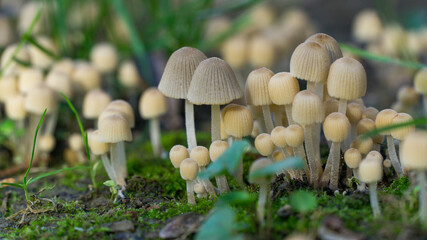 Beautiful small, cream-colored mushrooms Coprinellus disseminatus known as fairy inkcap or trooping crumble cap with ribbed caps growing in grassy, mossy forest floor 