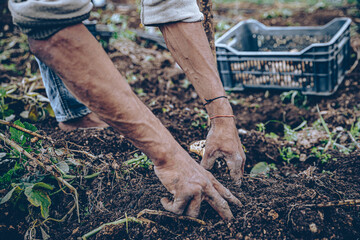 Manual labor in cultivation. Closeup of soil and work hands