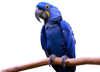 Hyacinth macaw perched on a branch blue parrot large parrot