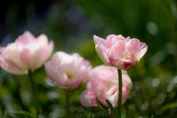 Pink tulips (Tulipa) blooming in a beautiful spring garden