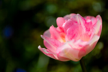 Pink tulip (tulipa) blooming in a beautiful spring garden
