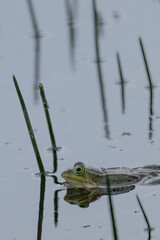 Green frog (Anura, Salientia) croaking in pond with reeds