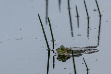 Green frog (Anura, Salientia) croaking in pond with reeds