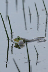Green frog (Anura, Salientia) croaking in pond with reeds
