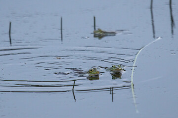 Green frogs (Anura, Salientia) swimming in pond with reeds