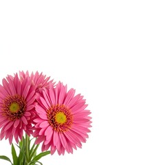 Vibrant floral burst in full bloom against a pristine white backdrop, showcasing natural beauty and delicate elegance ,elegant ,tranquil ,studio