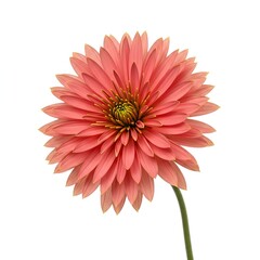 Vibrant floral burst in full bloom against a pristine white backdrop, showcasing natural beauty and delicate elegance ,floral ,delicate ,serene