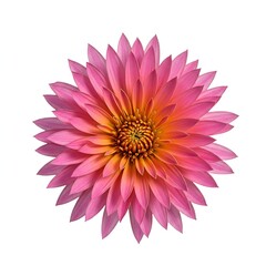 Vibrant floral burst in full bloom against a pristine white backdrop, showcasing natural beauty and delicate elegance ,minimalist ,studio ,summer