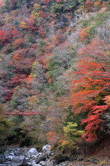 紅葉の中の赤い吊り橋　べふ峡　（高知県　香美市）