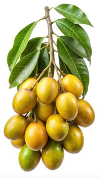 Spondias mombin tropical fruit branch with lush green leaves