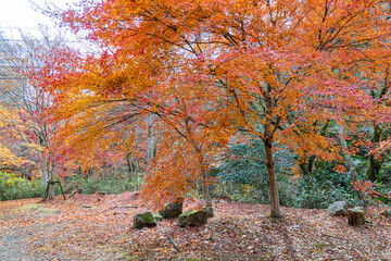 花貫渓谷の紅葉
