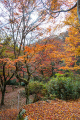 花貫渓谷の紅葉