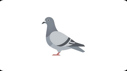 Gray pigeon with black markings standing on one leg white background