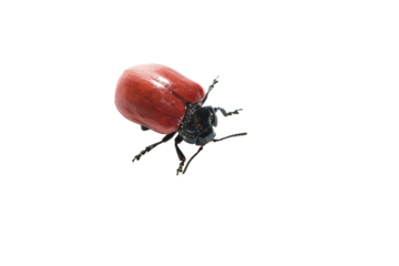 Insect, beetle called red lily or scientific name Lilioceris lilii isolated on white background.