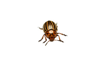 Insect, beetle called Colorado potato beetle isolated on white background.